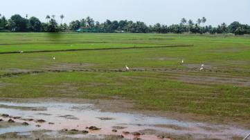 Flooded rice fields kerala2