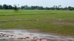 Flooded rice fields&nbsp;kerala2