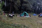 sq_251-forest-camp