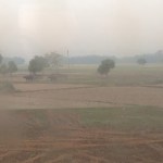 water-buffalo-seen-from-night-train-to-siliguri