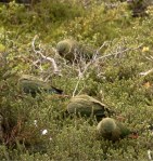10 Austral parakeets at Tierra del Fuego National&nbsp;Park