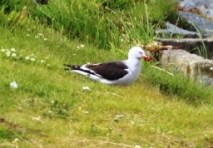 1005 Day 5 Ushuaia - Dolphin Gull - Copy