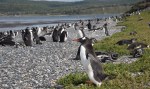 1006 Day 6 Gentou Penguins at Harberton Tierra del Fuego&nbsp;(1)