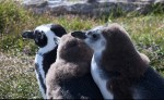 1006 Day 6 Gentou Penguins at Harberton Tierra del Fuego&nbsp;(10)