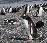1006 Day 6 Gentou Penguins at Harberton Tierra del Fuego&nbsp;(2)