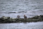 1006 Day 6 Kelp Gull and Flightless Steamer Ducks Tierra del Fieugo National Park&nbsp;(26)12
