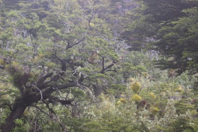 1006 Day 6 Southern Beach Forest Guindo, Lenga and Nire Tierra del Fieugo National Park (38)111