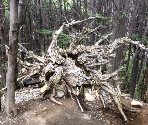 1009 Day 9 flora and fauna Torres del Paine trek13.jpg