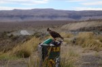 1011 Day 11 Caracalla on Ruta 40&nbsp;Patagonia3