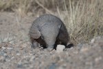 1013 Day 13 Armadillo at El&nbsp;Chalten