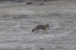 1014 Day 14 Patagonian grey&nbsp;fox