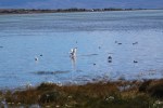 1015 Day 15 El Calafate landing swan’goose04