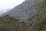 1018 Day 18 Silver Trees Ecuadorian Cloud Forest&nbsp;(1)
