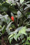 1018 Day 18 The Cloud Forest&nbsp;Ecuador09