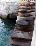 1019 Day 19 Sea Lions on the Steps San Cristobal&nbsp;(1)