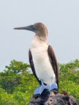 1020 Day 20 Blue Footed Booby at Mangrove Swamps – Black Turtle&nbsp;Cove
