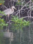1020 Day 20 Heron at Mangrove Swamps-Black Turtle&nbsp;Cove