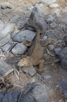 1020 Day 20 Land Iguana on Santa&nbsp;Fe2