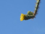 1020 Day 20 Prickly Pear on Santa Fe&nbsp;3