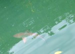 1020 Day 20 Shark at Mangrove Swamps – Black Turtle&nbsp;Cove1