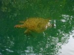 1020 Day 20 Turtles atMangrove Swamps -Black Turtle Cove&nbsp;(11)4