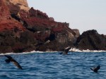 1021 Day 21 Brown Noddy Terns at Buccaneer Cove&nbsp;(1)