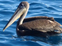 1021 Day 21 Brown Pelican at Buccaneer Cove