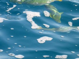 1021 Day 21 Green Mullet in Buccaneer Cove.JPG