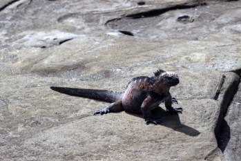 1021 Day 21 Marine Iguana at Port Egas2