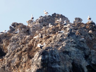 1021 Day 21 Nazca Booby Island Trip - Buccaneer Cove (4).JPG