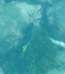 1021 Day 21 Snorkelling Buccanneer&nbsp;Cove01