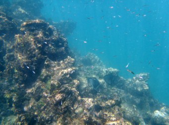 1021 Day 21 Snorkelling Buccanneer Cove09.JPG