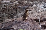 1022 Day 22 Galapagos Owl on Genovesa&nbsp;(5)