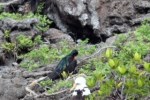 1022 Day 22 Magnificent Frigate Bird on Genovesa&nbsp;(1)