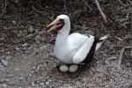 1022 Day 22 Nazca Boobies on Genovesa&nbsp;Island03
