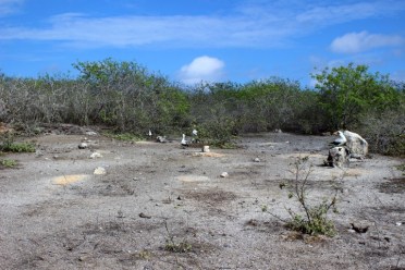 1022 Day 22 Nazca Boobies on Genovesa Island04