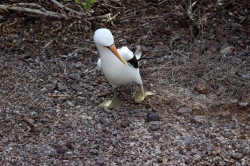 1022 Day 22 Nazca Boobies on Genovesa Island05