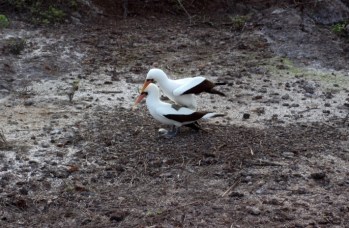 1022 Day 22 Nazca Boobies on Genovesa Island07