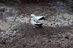 1022 Day 22 Nazca Boobies on Genovesa&nbsp;Island07