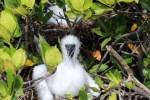 1022 Day 22 Red Footed Booby Chick on Genovesa&nbsp;(4)