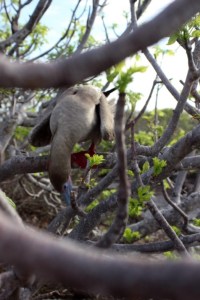1022 Day 22 Red Footed Booby on Genovesa (12)