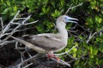 1022 Day 22 Red Footed Booby on Genovesa&nbsp;(6)