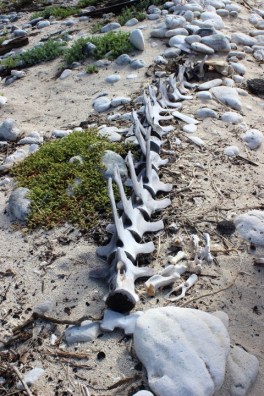 1022 Day 22 Whale Skleton at Genovesa (2)