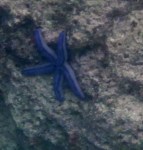 1023 Day 23 Snorkelling at Bartolome&nbsp;(107)