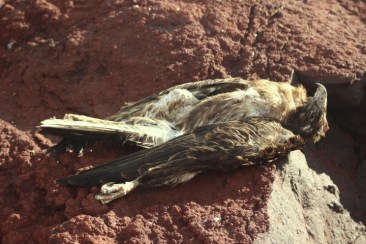 1024 Day 24 Dead Galapagos Hawk on Rabida Island