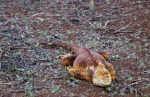 1024 Day 24 Land Iguanas on Dragon Hill Santa Cruz&nbsp;(8)