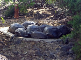 1025 Day 25 Charles Darwin Research Centre Puerto Ayora Santa Cruz (44).JPG