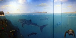 1025 Day 25 Charles Darwin Research Centre Puerto Ayora Santa Cruz (48)