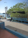 1025 Day 25 Puerto Ayora Santa Cruz&nbsp;(14)
