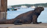 1026 Day 26 Marine Iguana San Cristobal&nbsp;(1)